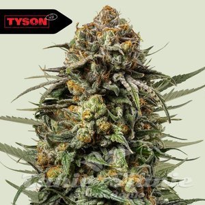 Gelato 44 - ROYAL QUEEN SEEDS X TYSON 2.0
