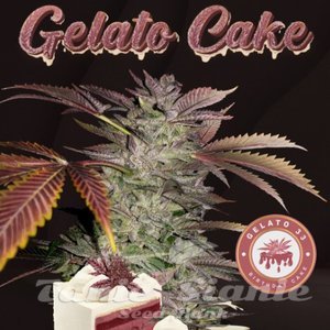 Nasiona Gelato Cake - T.H. Seeds