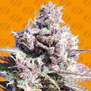 Gelato - ORIGINAL SENSIBLE SEEDS