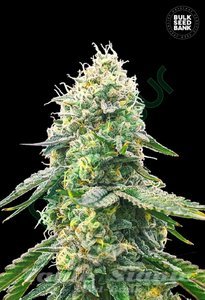 Gelato Samba - BULK SEED BANK