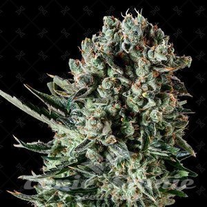 GENOFARM - Farm Cheese
