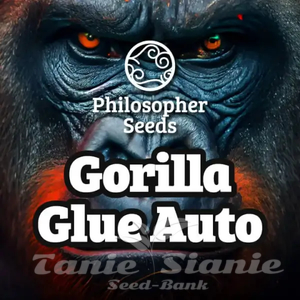 GG#4 Auto - PHILOSOPHER SEEDS