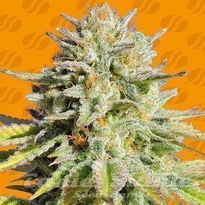 GG 4 Original Glue - ORIGINAL SENSIBLE SEEDS