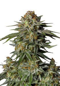 Nasiona GG4 Sherbet FAST - FASTBUDS