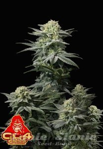 GG4 Sherbet FAST - FASTBUDS