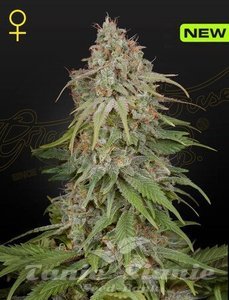 GH Amnesia - GREEN HOUSE SEEDS