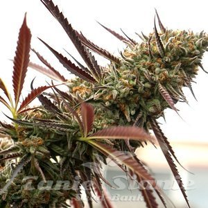 Nasiona Ghost of NYC - HUMBOLDT SEED ORGANIZATION