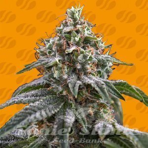 Ghost Train Power - ORIGINAL SENSIBLE SEEDS