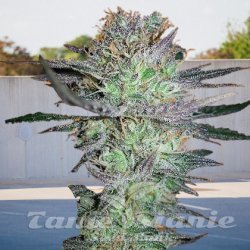 Girl Scout Cookies Auto - BIOGENETIC