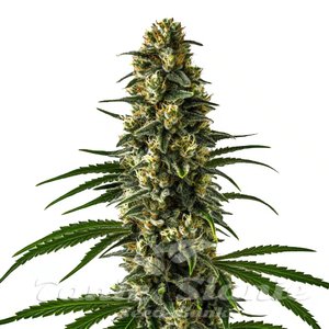 Girl Scout Cookies - BLIMBURN SEEDS