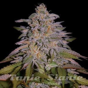 Glazed Gushers - G13 LABS