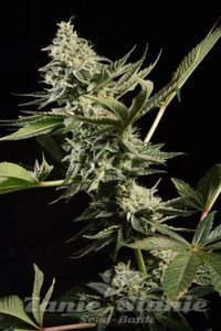 Nasiona Glowstarz - PARADISE SEEDS