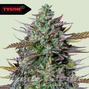 GOAT'lato Auto - ROYAL QUEEN SEEDS X TYSON 2.0