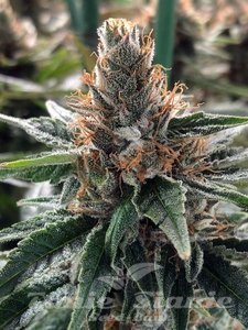 Nasiona God's Glue - MINISTRY OF CANNABIS