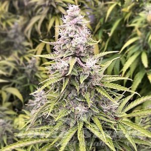 Godzilla Cookies Auto