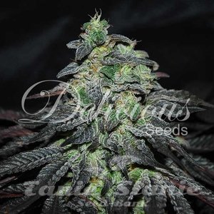 Golosa - DELICIOUS SEEDS