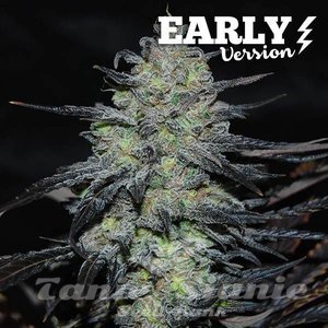 Golosa Early Version - DELICIOUS SEEDS