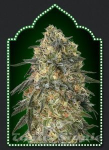 Nasiona Gorilla - 00 SEEDS BANK