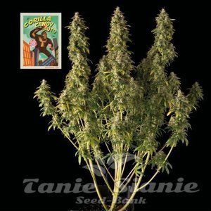 Nasiona Gorilla Candy Auto - SEEDSMAN