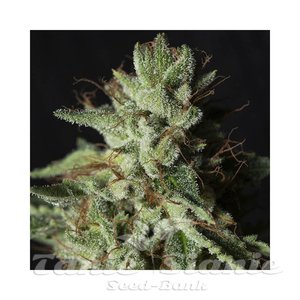 Gorilla Candy - EVA SEEDS