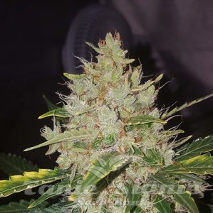 Gorilla Cookies Auto - BIOGENETIC