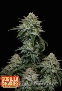 Gorilla Cookies FAST - FASTBUDS