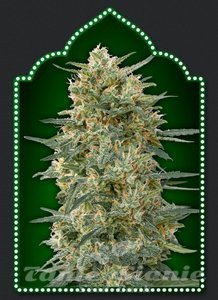 Gorilla Fast - 00 SEEDS BANK