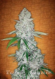 Gorilla Glue Auto - BIOGENETIC