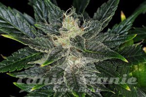 Nasiona Gorilla King Auto - KANNABIA SEED
