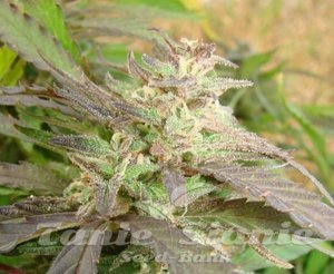 Gorilla Maroc Fast - BIOGENETIC