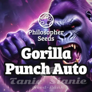 Gorilla Punch Auto - PHILOSOPHER SEEDS