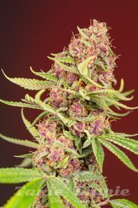 Gorilla Red Mandarine Fast - BIOGENETIC