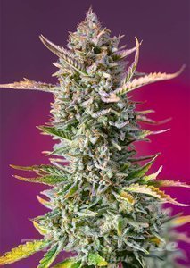 Nasiona Gorilla Sherbet F1 Fast Version - SWEET SEEDS