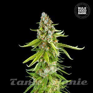 Grande Crack - BULK SEED BANK