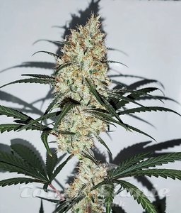 Nasiona Grape Amnesia - FEMALE SEEDS