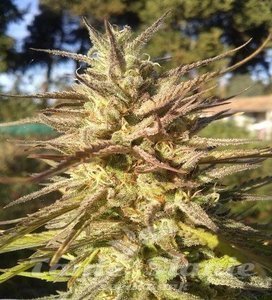 Grapefruit Cookies Fast - BIOGENETIC