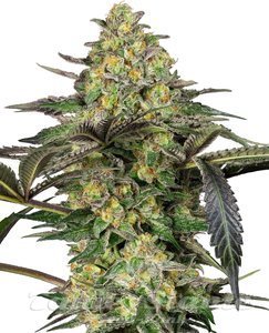 Grapevine Candy - SENSI SEEDS