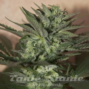 ! Great White Shark Auto