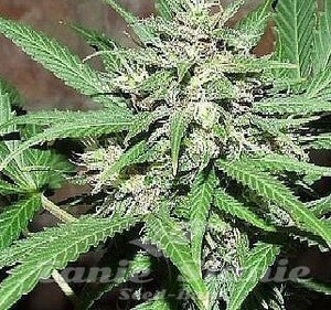 Great White Shark Auto - BIOGENETIC