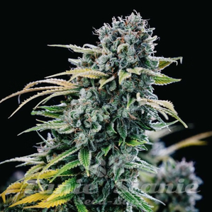 Green Crack - SEEDSMAN