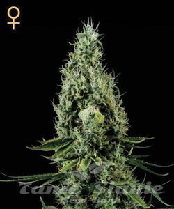 Arjan's Haze #3 - GREEN HOUSE SEEDS