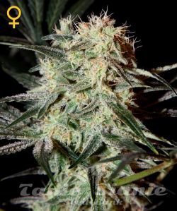 Arjan's Strawberry Haze - GREEN HOUSE SEEDS