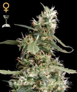 Arjan's Ultra Haze #1 - GREEN HOUSE SEEDS