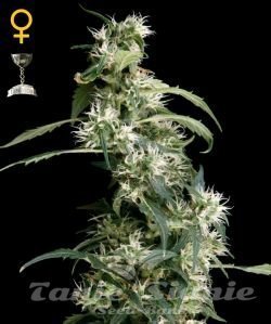 Arjan's Ultra Haze #2 - GREEN HOUSE SEEDS