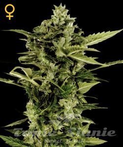 Auto Bomb - GREEN HOUSE SEEDS