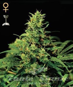 Big Bang - GREEN HOUSE SEEDS