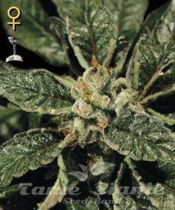 Bubba Kush - GREEN HOUSE SEEDS