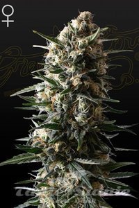 Bubba Slush - GREEN HOUSE SEEDS