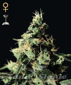 Chemdog - GREEN HOUSE SEEDS