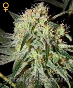 Damn Sour - GREEN HOUSE SEEDS